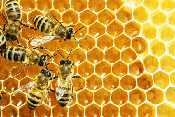 PURE HONEY WITH WAX