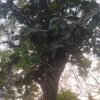 NEEM KA BANDA FOR BLACK MAGIC AND EVIL EYE (4) NEEM KA BANDA FOR BLACK MAGIC AND EVIL EYE