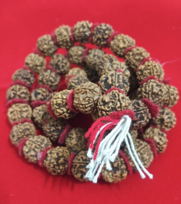Rudraksha Mala (1) Rudraksha mala, Rudraksha beads, spiritual mala, meditation beads, prayer beads, Lord Shiva mala, energy balancing mala, mindfulness rosary, healing mala, protection talisman, mantra mala, sacred beads, hand-strung mala, yoga meditation accessory, spiritual jewelry, stress relief mala, concentration aid beads, positive energy mala, traditional Rudraksha rosary, devotional beads, holistic healing mala, meditation necklace, spiritual growth mala, divine blessing mala, authentic Rudraksha mala