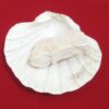 Samudri Jhaag protection stone Samudri Jhaag, Samudra Jhaag, sea foam stone, ocean energy stone, prosperity stone, vastu remedies, spiritual healing stones, protection stone, wealth attraction stone, natural marine element.