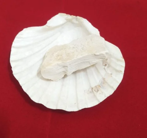 Samudri Jhaag, Samudra Jhaag, sea foam stone, ocean energy stone, prosperity stone, vastu remedies, spiritual healing stones, protection stone, wealth attraction stone, natural marine element.