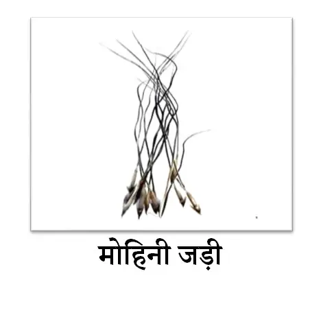Mohini Durlabh Jadi